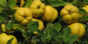 Quince Farming in India - How to Grow Quince Plant